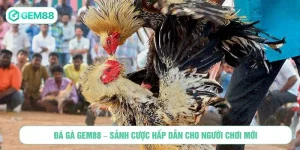 Đá Gà GEM88