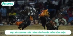 Mẹo Đá Gà GEM88 Luôn Thắng